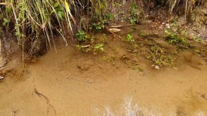 Родник бьёт ключом из под земли