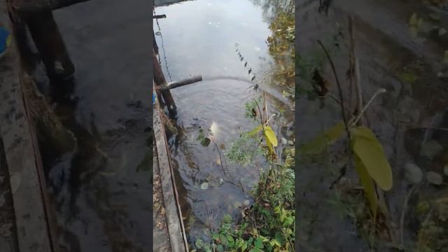 запускаю карпа в пруд. смотреть онлайн