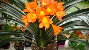 Кливия уход в домашних условиях