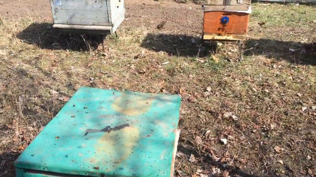 16.04.21г.5 день пчёлы активно собирают пыльцу. смотреть онлайн