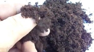 Почему меняю торф/Разведение червя дендробена