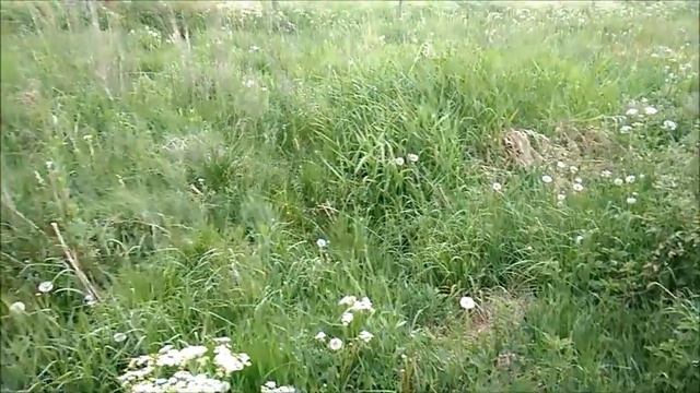 Дачный металлосбор в Деревне Нашел много мелкого металла на участке смотреть онлайн