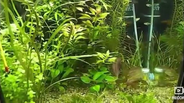 нанностомус бекфорда и нанностомус карликовый или маргинатус