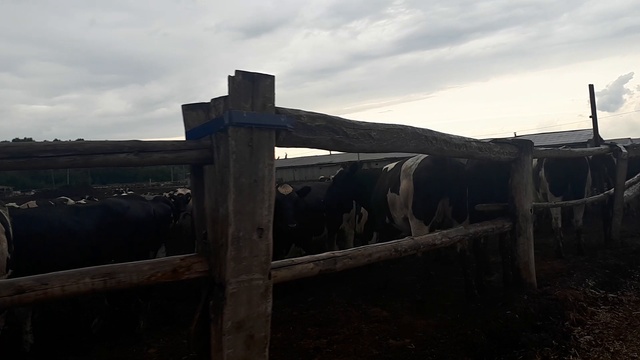 Где купить здоровый крупно рогатый скот оптом. Обьезжпем карду с нетелями молочного направления! +79 смотреть онлайн