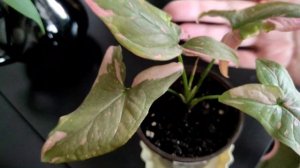 Сингониумы для интерьера и для красоты