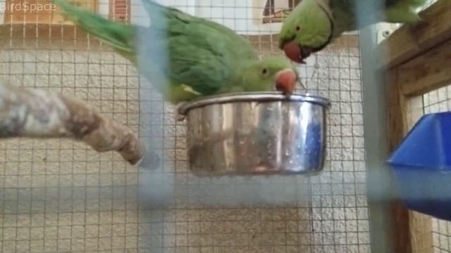 Попугаи КУПАЮТСЯ. Ожереловый попугай . Как помыть попугая . parrot . bird смотреть онлайн