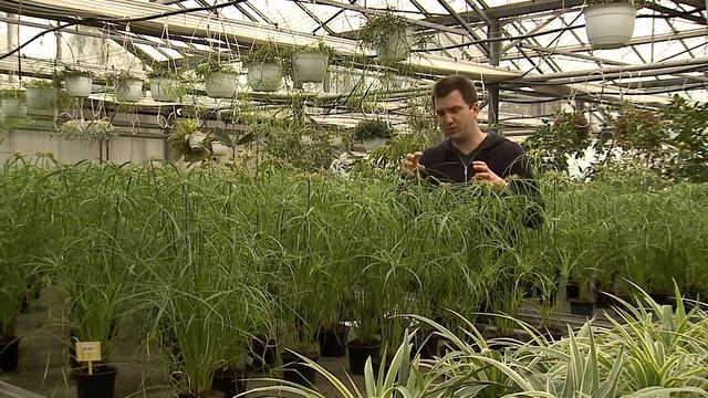 Szobanövények Munkamániásoknak: Vizipálma/Cyperus Alternifolius