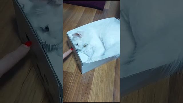 Persi. Turkish angora cat. Перси. Турецкая ангора, кошка. смотреть онлайн