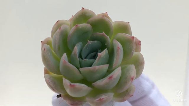Echeveria Hanatsukiyo (B) смотреть онлайн
