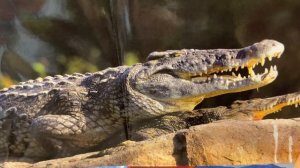 СОБРАЛИ всю коллекцию ПОВЕЛИТЕЛИ САВАННЫ от СБАБАМ серия DOMINATOR