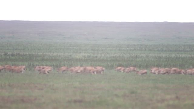 SAIGAKI documentary movie trailer смотреть онлайн