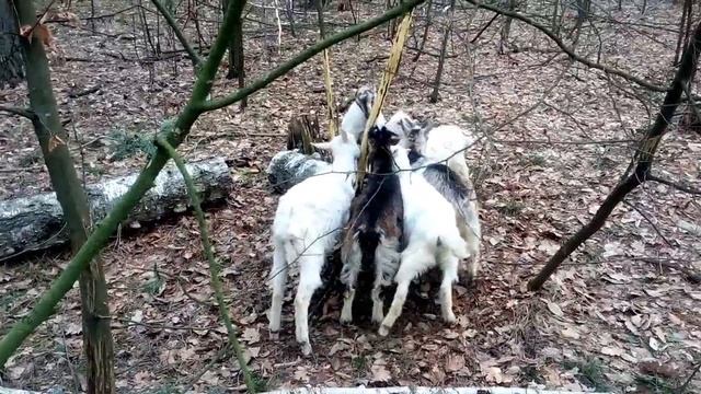 Чем кормить коз смотреть онлайн