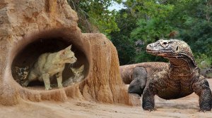 Комодский Варан Пожирает Все На Своем Пути. Варан В Деле