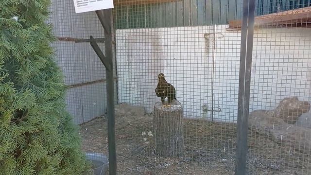 МОРЕ ЭМОЦИЙСХОДИЛИ В ЗООПАРКПОКОРМИЛИ ЖИВОТНЫХ ПРОГУЛКА НА ЛОШАДИПИКНИК НА ДАЧЕНАСЫЩЕННЫЙ ВЛОГ