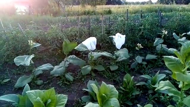 Сорта табака Ahus,Molovata смотреть онлайн