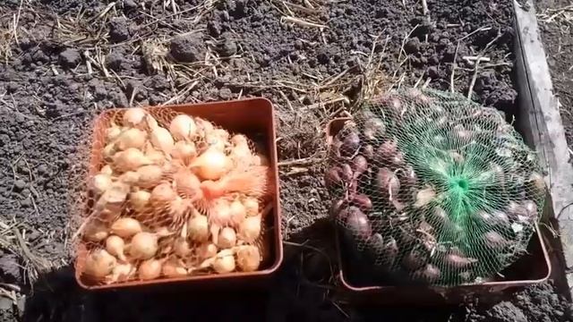 Как мы тут. Посадка лука-севка смотреть онлайн