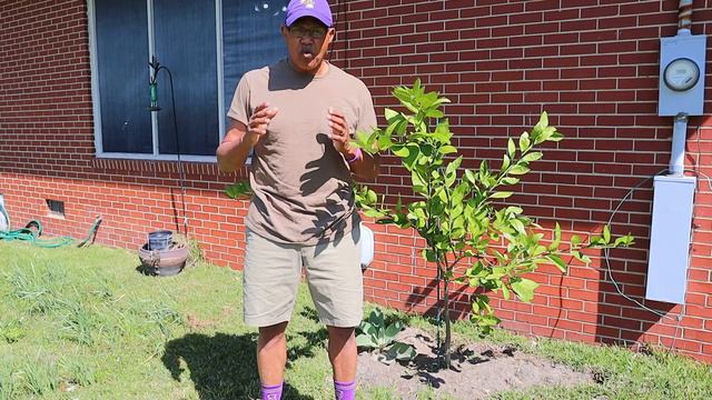My Owari Satsuma Orange Tree смотреть онлайн