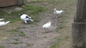 Голуби Рахмана ,история возникновения линии голубей Октая, ответы на вопросы. Показываем молодёжь !