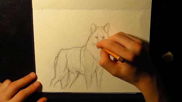 Рисование волка 1 карандаш | Painting wolf 1 pencil смотреть онлайн