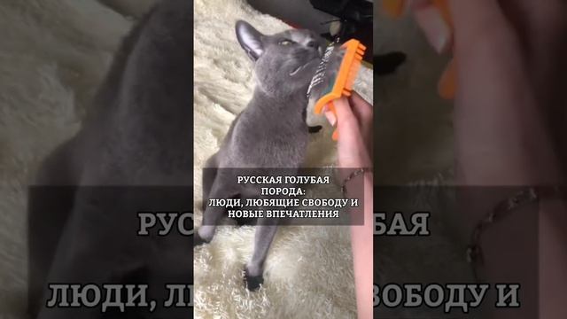 КАКОЙ КОТ ПОДХОДИТ ТЕБЕ ПО ХАРАКТЕРУ? смотреть онлайн