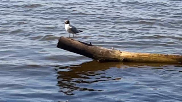 Днепр 🇺🇦 Релакс на берегу Днепра 🏖 Красивая птица хочет Мира 🙏 Любви ❤ и Благополучия 🙏 смотреть онлайн