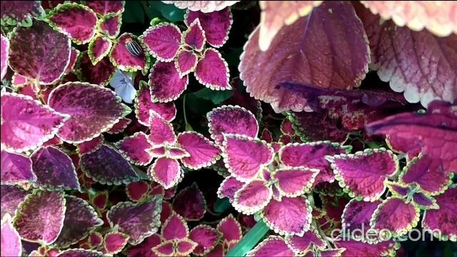 Колеусы с названиями Беларусь 2022. Coleus Variety. Vol. 4