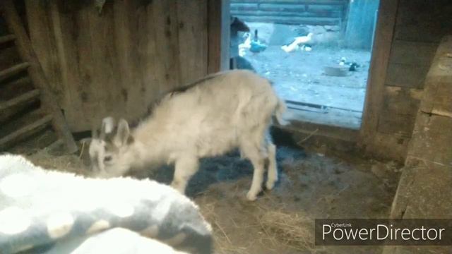 Пополнение в хозяйстве / а мне всё мало, это жадность?