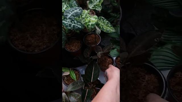 Aglaonema pictum tricolor collection and more смотреть онлайн
