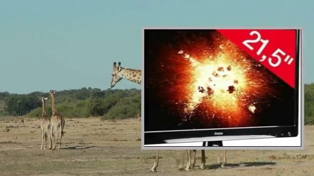 IIYAMA ProLite E2273HDSB1 смотреть онлайн