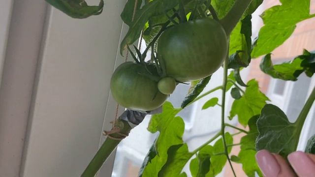 Огород на балконе) конец сезона 13 сентября 2020 смотреть онлайн