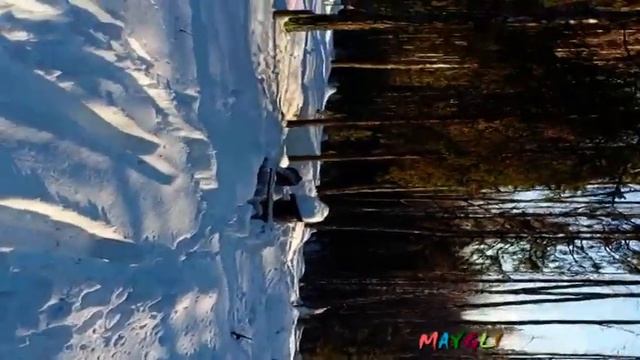 Намела Зима Сугробов. Встреча в лесу. Панорамное видео с телефона. Кто знает, как его исправить? смотреть онлайн