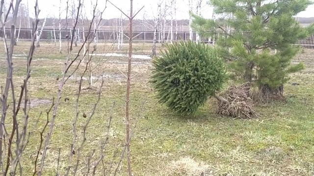 Ошибки молодости))))Напала белокрылка. Лапчатка посажена. Землю в теплицу смотреть онлайн