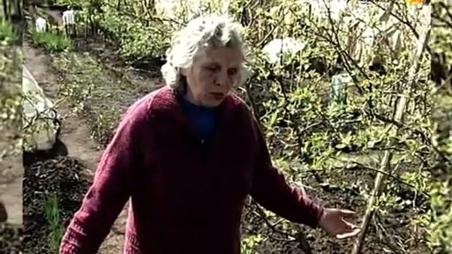 О посадке и формировании яблони. Слово - опытнику смотреть онлайн