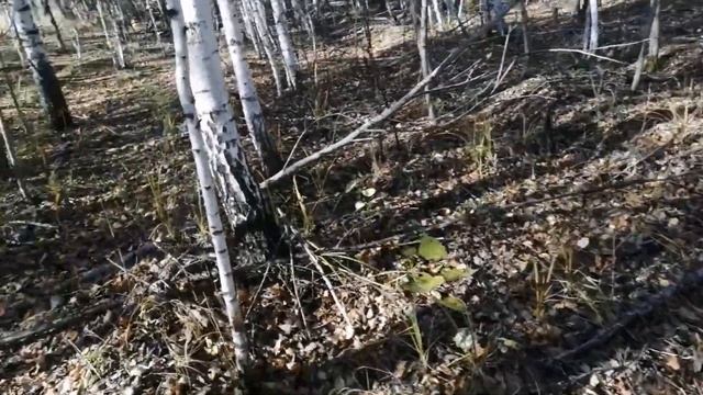 Прогулка по осеннем лесу. ??? смотреть онлайн