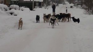 Собачья свадьба