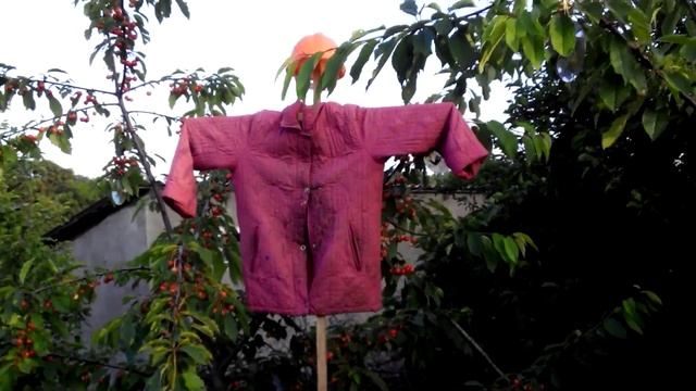 Как защитить черешню от птиц (самый эфективный способ) смотреть онлайн