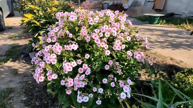 29.Утренние цветы!!! смотреть онлайн