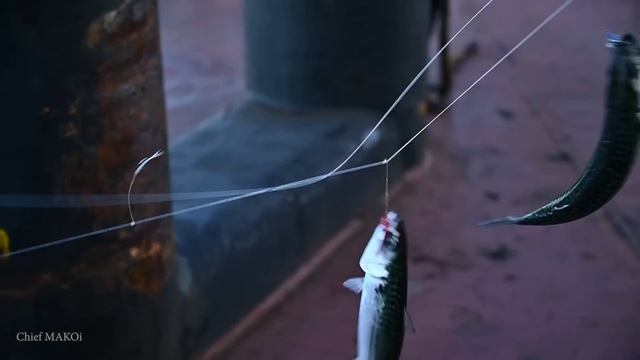 Fishing While Ship Is Anchored | Chief MAKOi Seaman Vlog смотреть онлайн