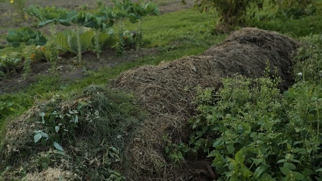 Универсальный способ заправки почвы. Урожай без подкормок. смотреть онлайн