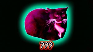 Maxwell The Cat Sound Variations in 32 Seconds