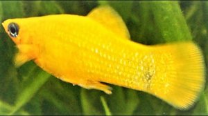 Моллинезии, содержание, размножение, уход. Моллинезия.