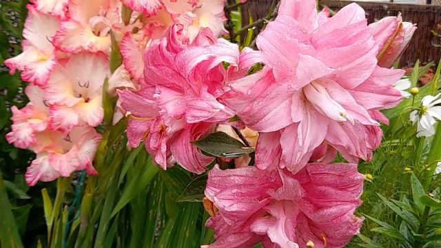 Gomera Lilies And Lotus Queen Lilies Beautiful  Blooms
