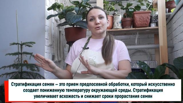 ВЫРАЩИВАЕМ ЗЕМЛЯНИКУ НА ПОДОКОННИКЕ С КСЕНИЕЙ ЗАНИНОЙ! смотреть онлайн