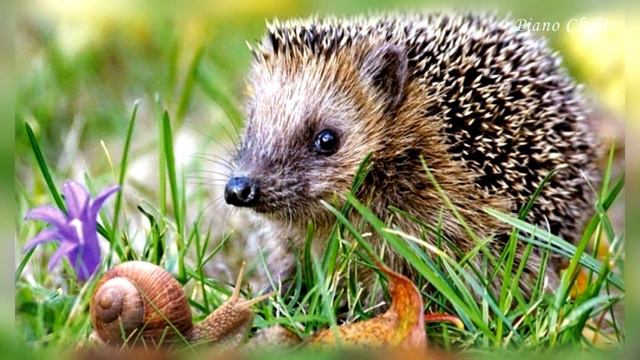 Пассакалья – Гендель/Хальворсен (Пиано) (Passacaglia – Handel/Halvorsen) смотреть онлайн