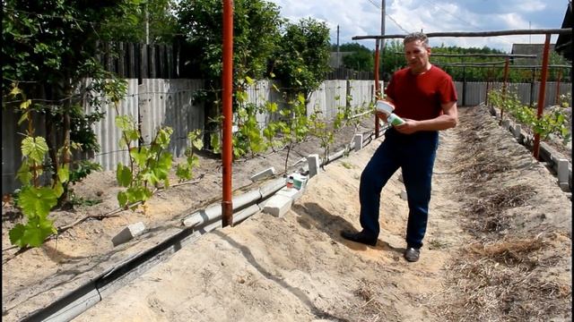 Первая вне корневая подкормка винограда. смотреть онлайн