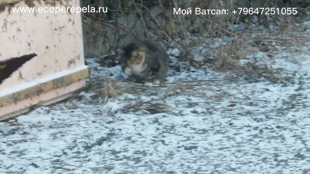 Рабочий день перепеловода, у меня нет МЫШЕЙ и не будет.!!! смотреть онлайн