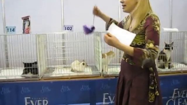 Выставка кошек Кэтсбург, 06 марта, 2011, TICA