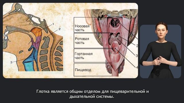 Дыхательная система смотреть онлайн