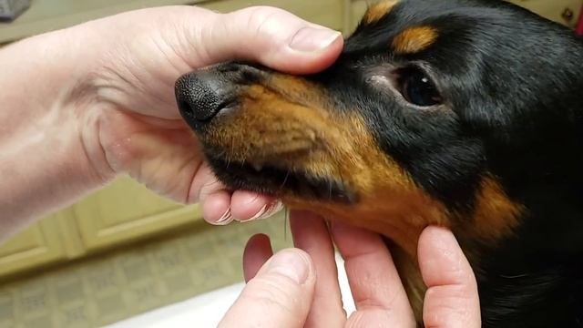 Whelping with Calcium: Pet Care Pro Show смотреть онлайн