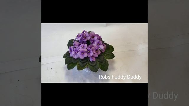 Robs Combustible Pigeon,Robs Fuddy Duddy,Robs Jitterbug,Robs Pink Puff. смотреть онлайн